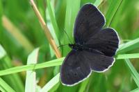Aphantopus hyperantus