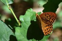 Argynnis paphia