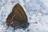 Satyrium ilicis