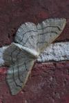 Idaea aversata
