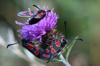 Zygaena carniolica