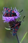 Zygaena carniolica