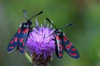 Zygaena carniolica