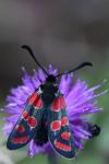 Zygaena carniolica
