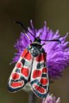 Zygaena carniolica