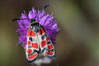 Zygaena carniolica