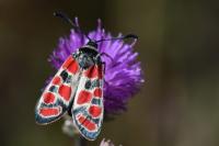 Zygaena carniolica