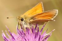 Thymelicus lineola