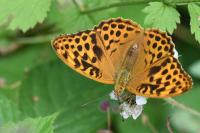 Argynnis paphia