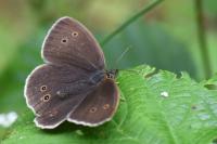 Aphantopus hyperantus