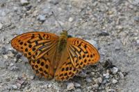 Argynnis paphia