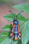 Pyropteron chrysidiforme