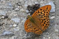 Argynnis paphia