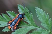 Pyropteron chrysidiforme