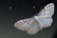 Idaea fuscovenosa