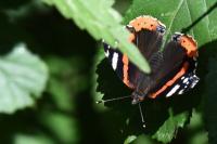 Vanessa atalanta
