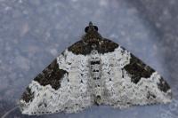 Xanthorhoe fluctuata
