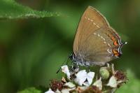 Satyrium ilicis