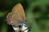 Satyrium ilicis