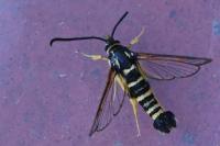 Synanthedon vespiformis