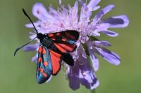 Zygaena transalpina
