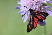 Zygaena transalpina