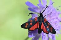 Zygaena transalpina
