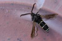 Paranthrene tabaniformis