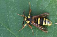 Sesia apiformis