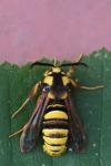 Sesia apiformis