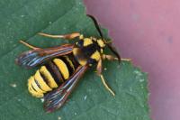 Sesia apiformis