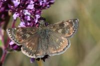 Erynnis tages