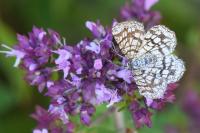 Chiasmia clathrata