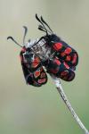 Zygaena carniolica