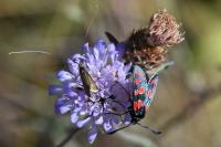 Nemophora metallica