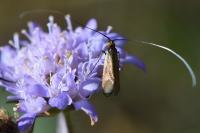 Nemophora metallica