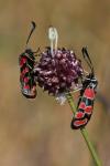 Zygaena carniolica