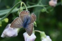 Lampides boeticus