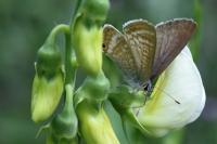 Lampides boeticus