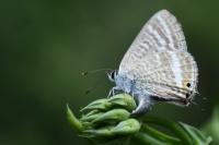 Lampides boeticus