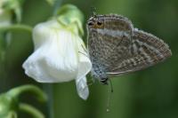 Lampides boeticus