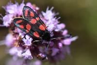 Zygaena carniolica