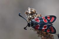 Zygaena carniolica