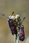 Zygaena carniolica