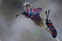 Zygaena carniolica