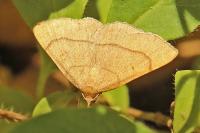 Paracolax tristalis