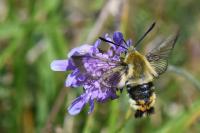 Hemaris tityus