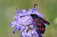 Zygaena transalpina