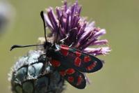 Zygaena carniolica