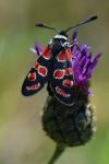 Zygaena carniolica